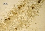 Cladosiphon cylindricus2